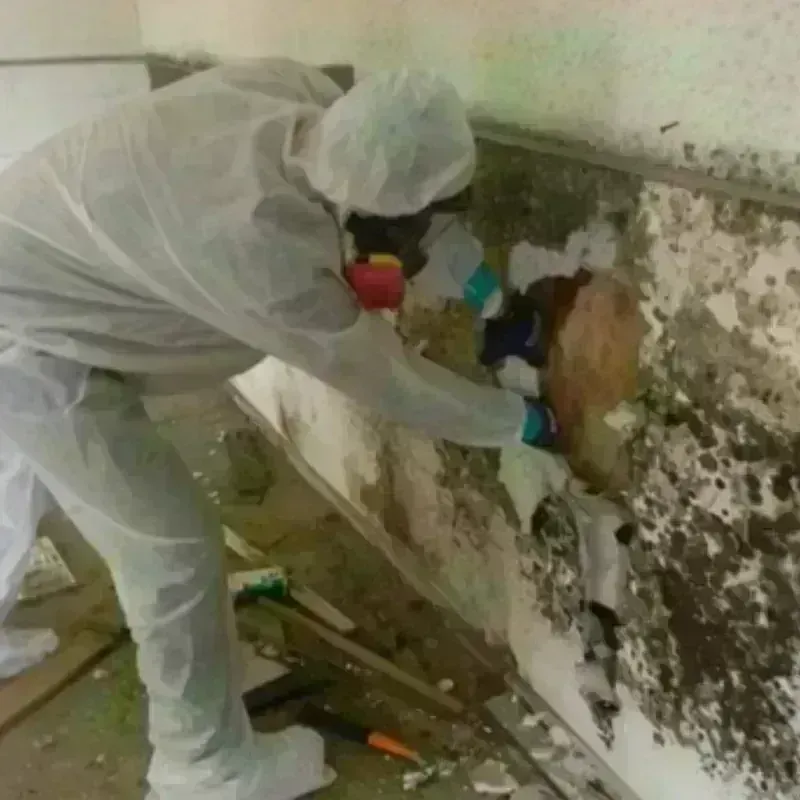 Mold Remediation and Removal in Bisbee, AZ